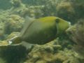 Triggerfish - Flagtail Triggerfish - Sufflamen chrysopterum