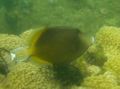 Triggerfish - Flagtail Triggerfish - Sufflamen chrysopterum