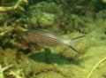 Cardinalfish - Tiger Cardinalfish - Cheilodipterus macrodon