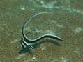 Drums - Spotted Drum - Equetus punctatus