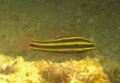 Cardinalfish - Blackstripe Cardinalfish - Ostorhinchus nigrofasciatus