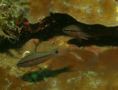 Cardinalfish - Bridled Cardinalfish(Spurcheek Cardinalfish,Iridescent Cardinalfish) - Pristiapogon fraenatus