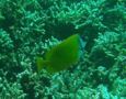 Rabbitfish - Foxface Rabbitfish - Siganus vulpinus