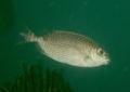 Rabbitfish - Scribbled Rabbitfish - Siganus spinus