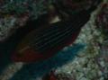 Parrotfish - Swarthy Parrotfish - Scarus niger