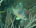 Hamlets - Barred Hamlet - Hypoplectrus puella