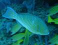 Parrotfish - Ember Parrotfish - Scarus rubroviolaceus