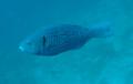 Parrotfish - Ember Parrotfish - Scarus rubroviolaceus