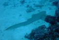 Sharks - Zebra Shark - Stegostoma fasciatum