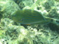 Surgeonfish - Lined Surgeonfish - Acanthurus lineatus