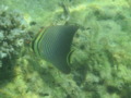 Butterflyfish - Triangle butterflyfish - Chaetodon triangulum