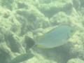 Rabbitfish - Java Rabbitfish - Siganus javus