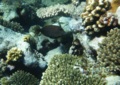 Filefish - Honeycomb filefish - Cantherhines pardalis