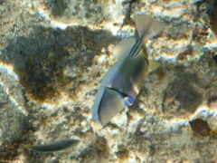 Triggerfish - Arabian Picasso Triggerfish - Rhinecanthus assasi