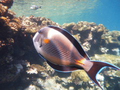 Surgeonfish - Sohal Surgeonfish - Acanthurus sohal