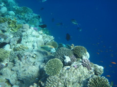 Wrasse - Slingjaw Wrasse - Epibulus insidiator