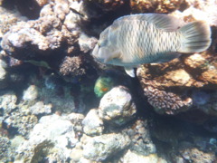 Wrasse - Humphead Wrasse - Cheilinus undulatus