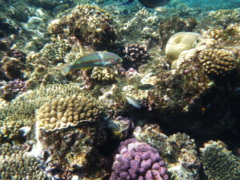 Wrasse - Klunzingers Wrasse - Thalassoma rueppellii