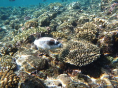 Pufferfish - Masked Puffer - Arothron diadematus