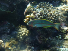 Wrasse - Klunzingers Wrasse - Thalassoma rueppellii