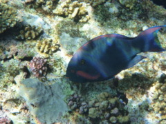 Parrotfish - Swarthy Parrotfish - Scarus niger