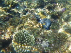 Surgeonfish - Sohal Surgeonfish - Acanthurus sohal