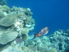 Surgeonfish - Sohal Surgeonfish - Acanthurus sohal