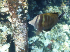 Surgeonfish - Desjardini Sailfin Tang - Zebrasoma desjardinii