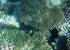 Wrasse - Bird Wrasse - Gomphosus caeruleus