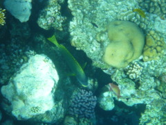 Grunts - Blackspotted Sweetlips - Plectorhinchus gaterinus