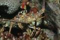 Spiny Lobsters - Caribbean Spiny Lobster - Panulirus argus