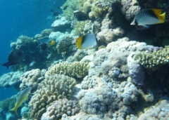 Butterflyfish - Threadfin Butterflyfish - Chaetodon auriga