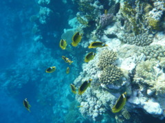 Butterflyfish - Striped Butterflyfish(Red Sea Racoon Butterflyfish) - Chaetodon fasciatus