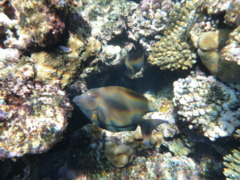 Surgeonfish - Striped Bristletooth - Ctenochaetus striatus