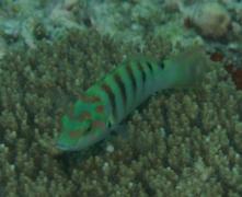 Wrasse - Sixbar Wrasse - Thalassoma hardwicke