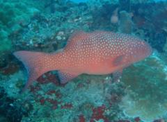 Groupers - Leopard Coral Grouper - Plectropomus leopardus