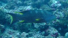 Groupers - Lunartail Grouper - Variola louti