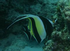 Surgeonfish - Moorish Idol - Zanclus cornutus