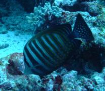 Surgeonfish - Desjardini Sailfin Tang - Zebrasoma desjardinii