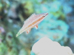 Wrasse - Mental Wrasse - Cheilinus mentalis