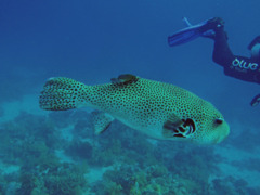 Pufferfish - Star Puffer - Arothron stellatus