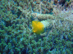 Nudibranch - Christmas tree worm - spirobranchius giganteus