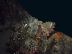 Scorpionfish - Tassled Scorpionfish - Scorpaenopsis oxycephala