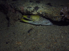 Moray - Undulate Moray - Gymnothorax undulatus