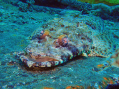 Flatheads - Crocodile Flathead - Cociella crocodila