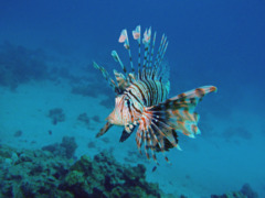 Lionfish - Lionfish - Pterois miles