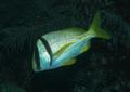 Porkfish - Porkfish - Anisotremus virginicus