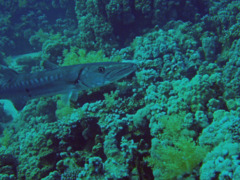 Barracuda - Great Barracuda - Sphyraena barracuda