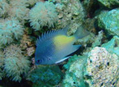 Damselfish - Yellowfin Damselfish(Yellow-side Damselfish) - Amblyglyphidodon flavilatus