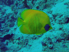 Butterflyfish - Masked Butterflyfish - Chaetodon semilarvatus